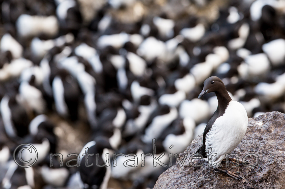 KA_150408_2 / Uria aalge / Lomvi