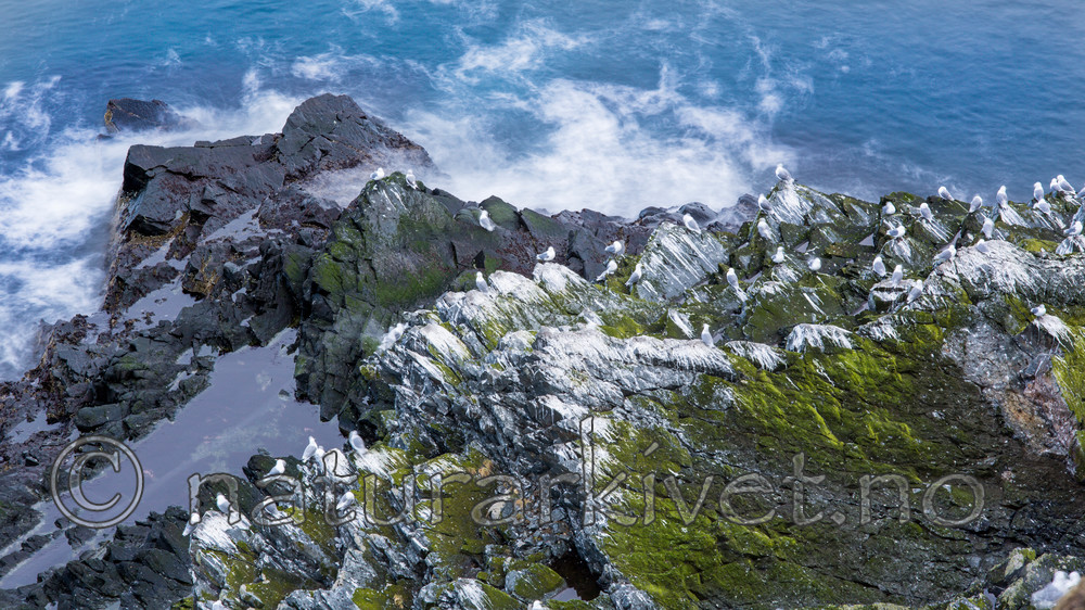 KA_150408_21 / Rissa tridactyla / Krykkje