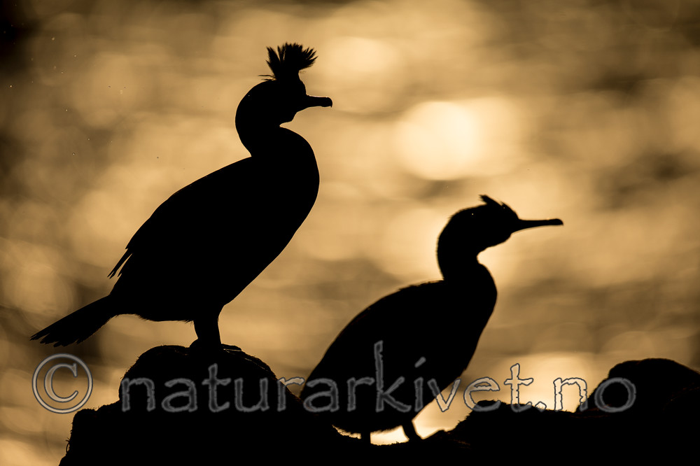 KA_150408_216 / Phalacrocorax aristotelis / Toppskarv