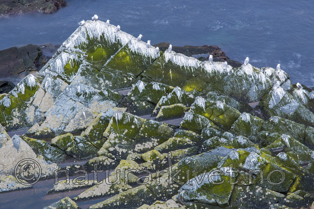 KA_150408_22 / Rissa tridactyla / Krykkje