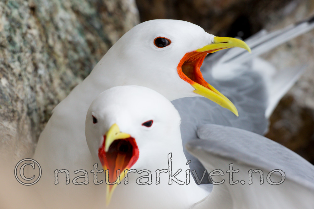 KA_150408_33 / Rissa tridactyla / Krykkje