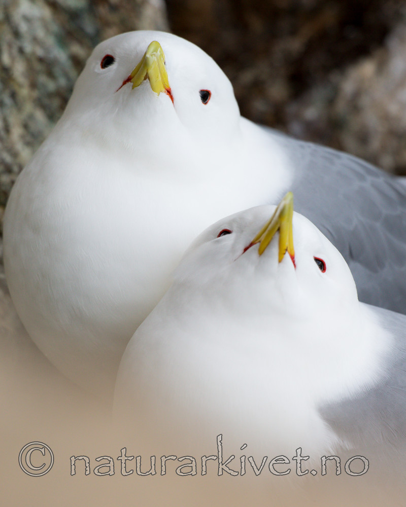 KA_150408_42 / Rissa tridactyla / Krykkje