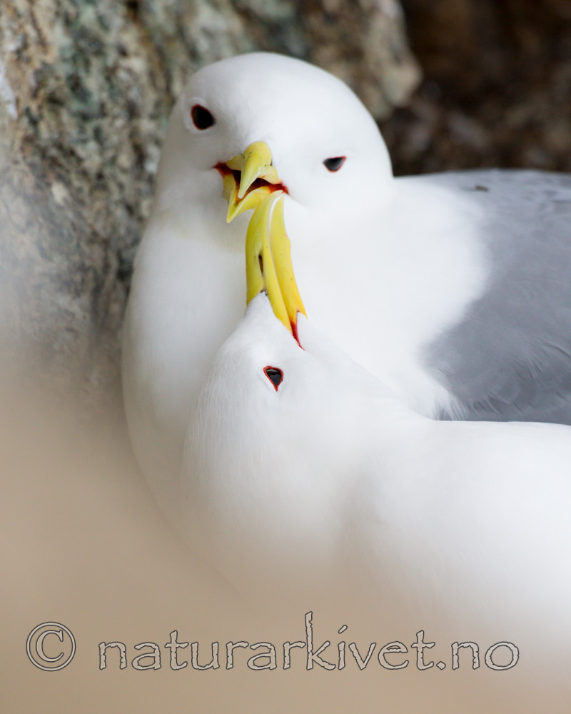 KA_150408_43 / Rissa tridactyla / Krykkje