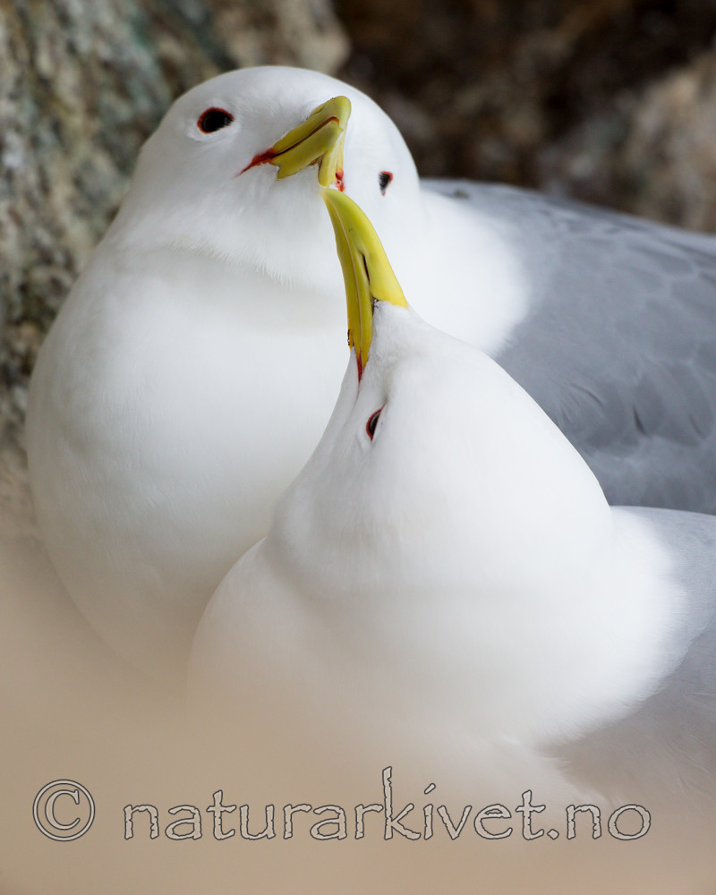 KA_150408_44 / Rissa tridactyla / Krykkje