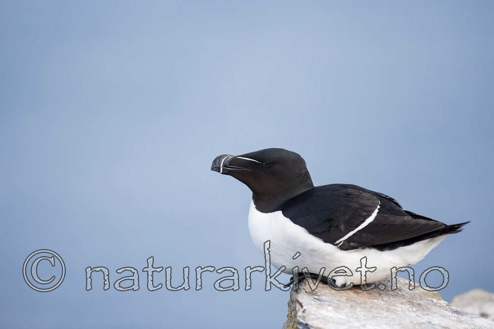 KA_150408_50 / Alca torda / Alke