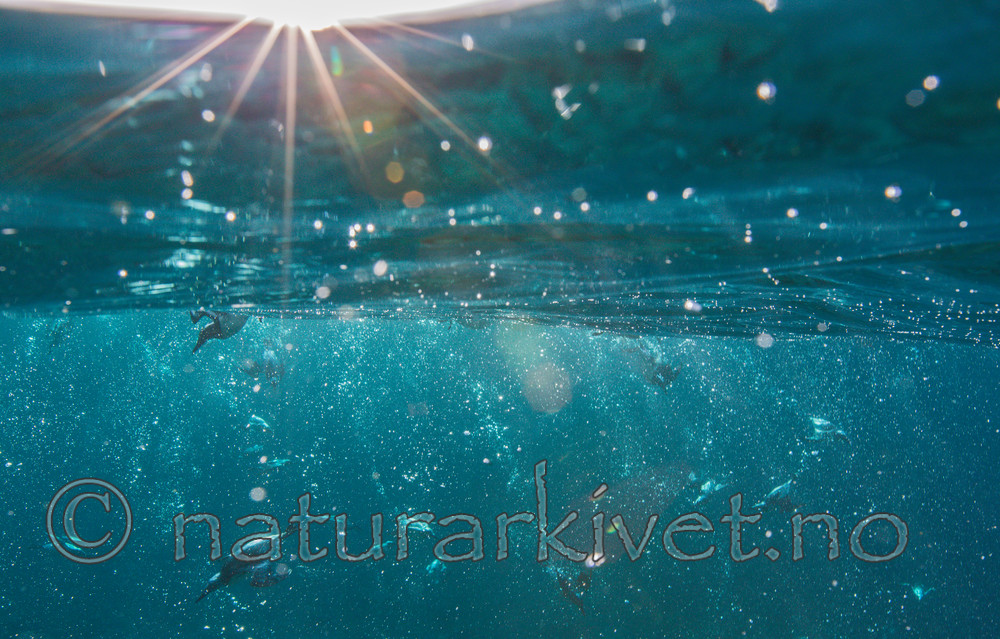 KA_150408_76 / Uria aalge / Lomvi