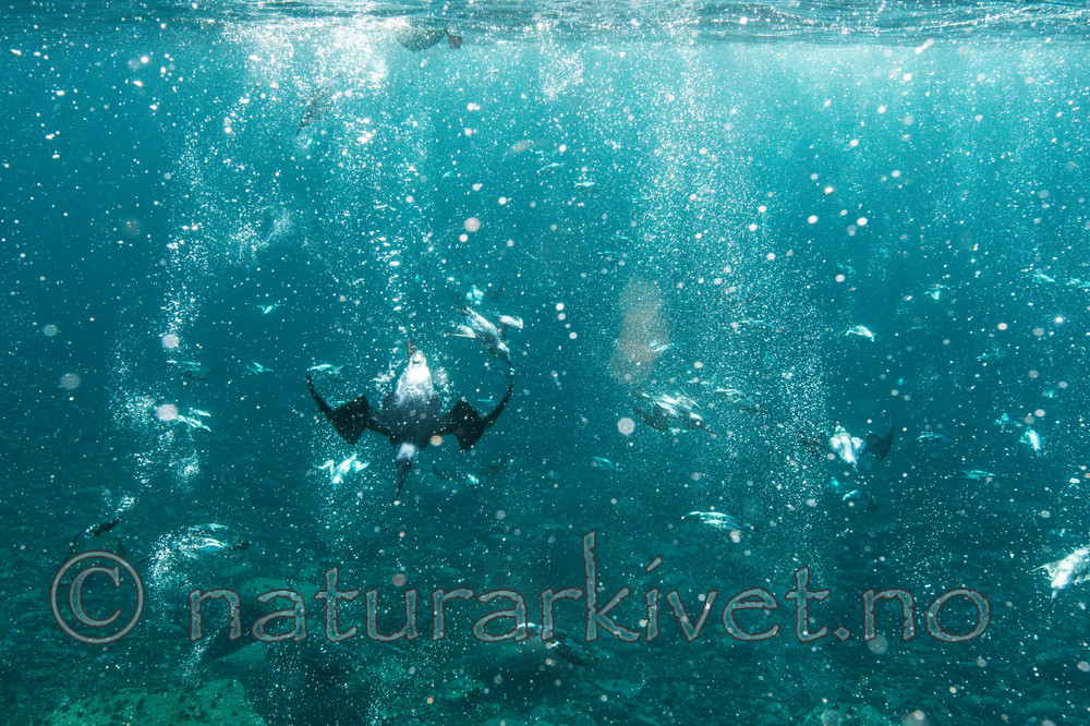 KA_150408_89 / Uria aalge / Lomvi