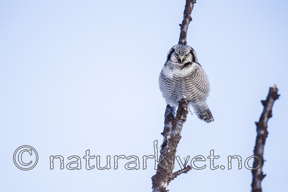 KA_150409_104 / Surnia ulula / Haukugle