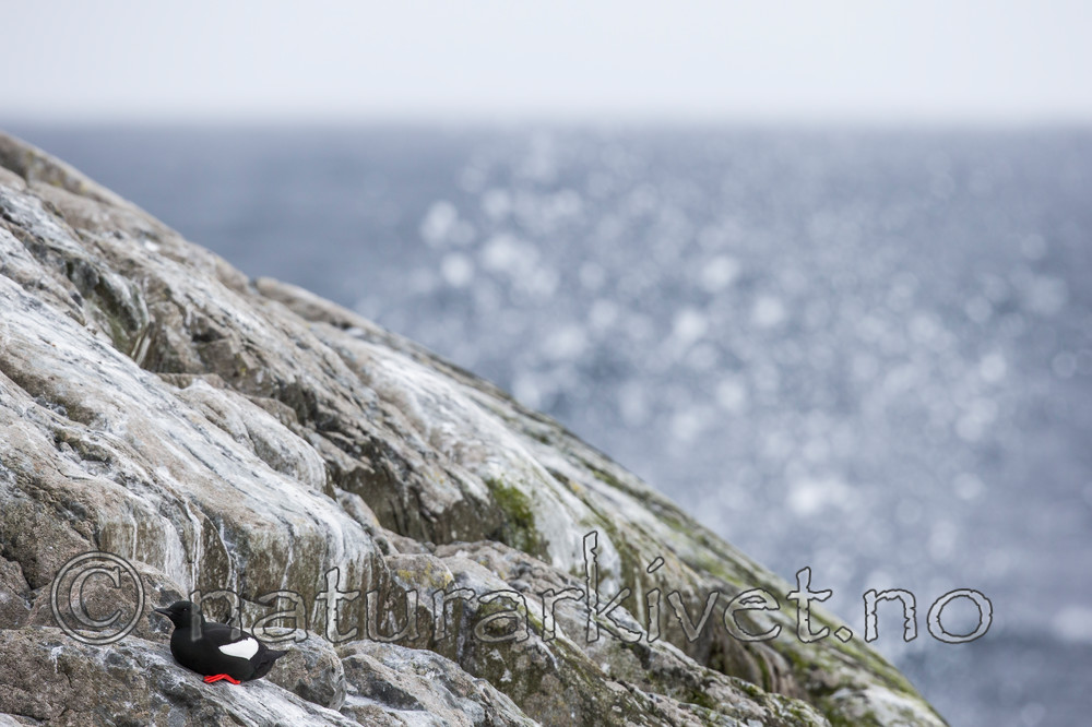 KA_150409_25 / Cepphus grylle / Teist