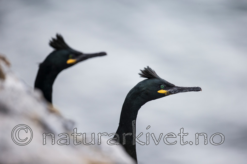 KA_150409_74 / Phalacrocorax aristotelis / Toppskarv