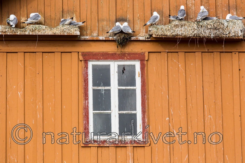 KA_150409_79 / Rissa tridactyla / Krykkje