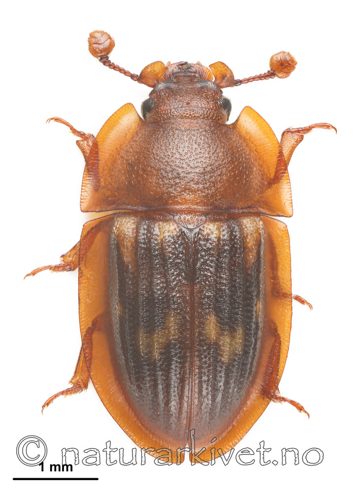 KA_150423_marginata_dorsal_mm / Amphotis marginata