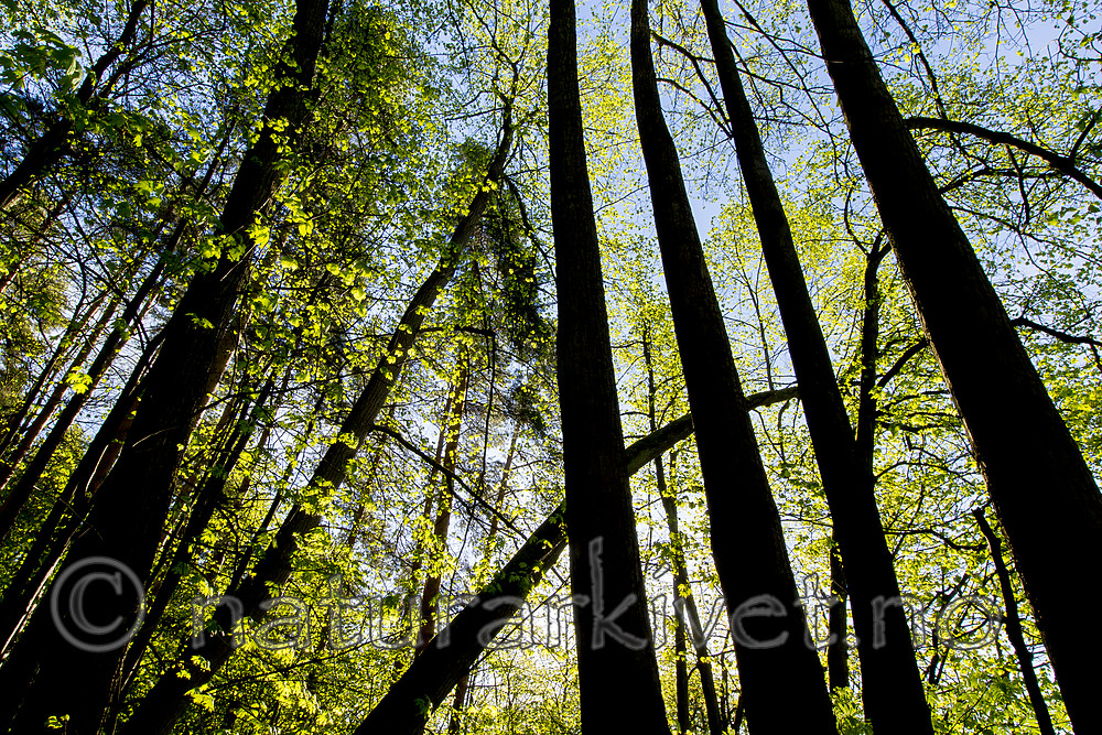 KA_150513_36 / Tilia cordata / Lind