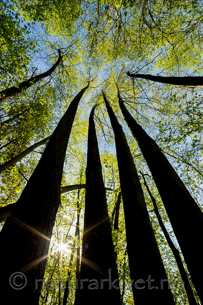 KA_150513_43 / Tilia cordata / Lind