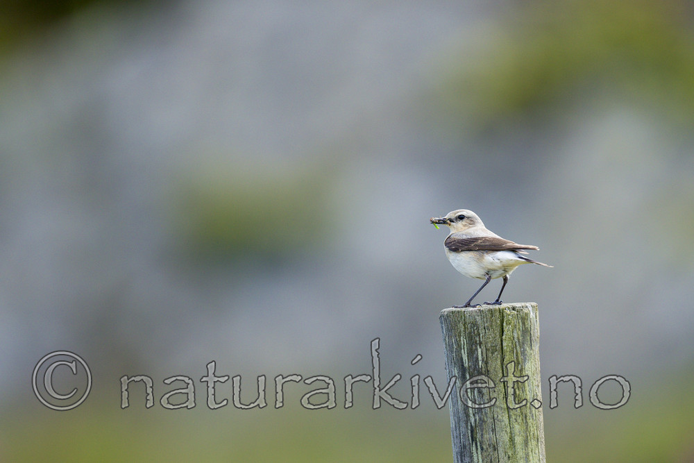 KA_150607_1 / Oenanthe oenanthe / Steinskvett