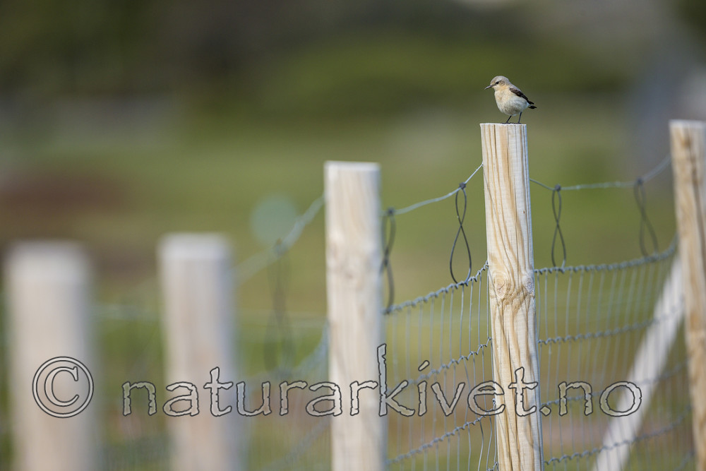 KA_150607_5 / Oenanthe oenanthe / Steinskvett