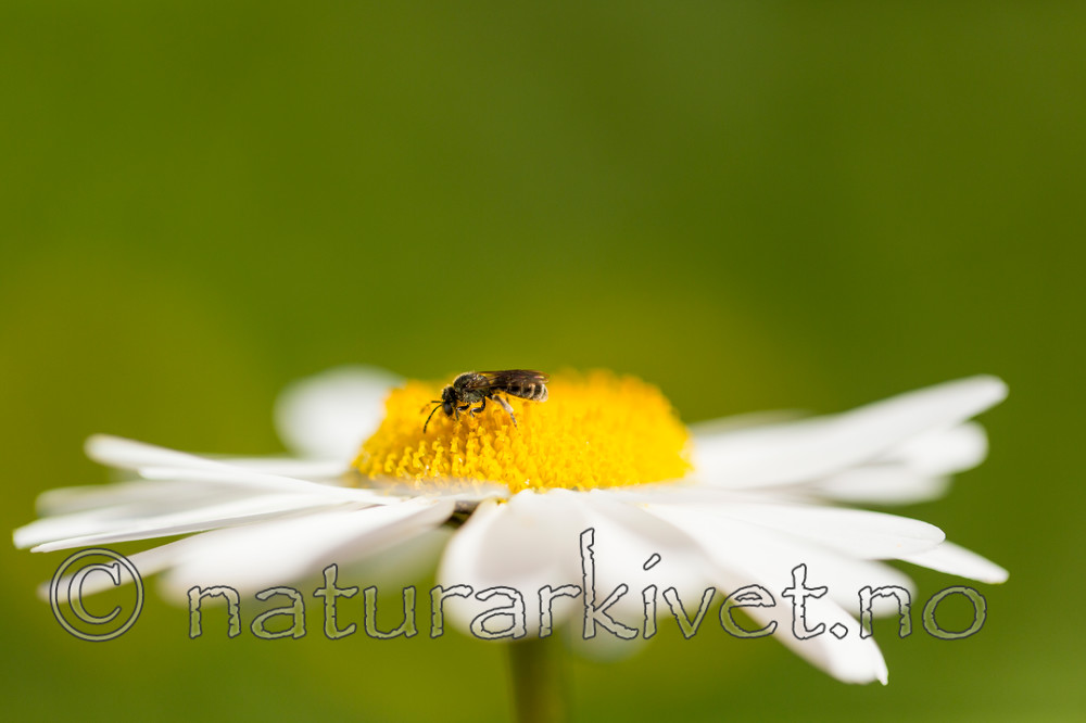 KA_150615_12 / Leucanthemum vulgare / Prestekrage
