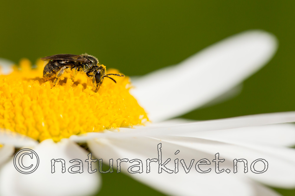 KA_150615_14 / Leucanthemum vulgare / Prestekrage