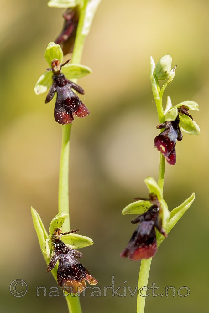 KA_150616_14 / Ophrys insectifera / Flueblom