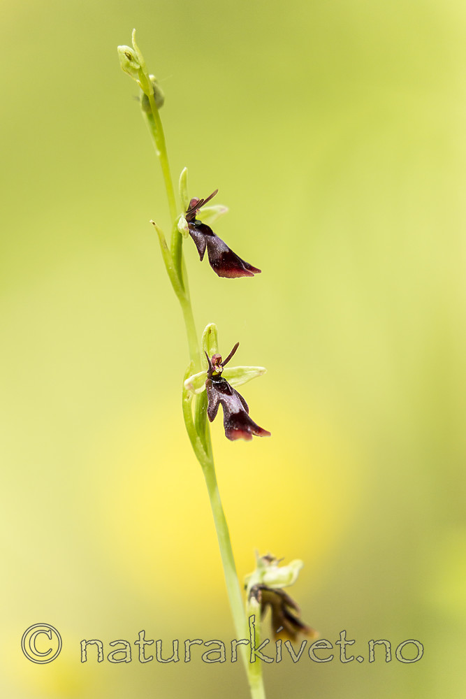 KA_150619_6 / Ophrys insectifera / Flueblom