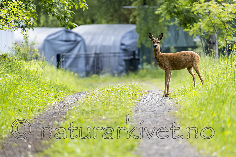 KA_150622_42 / Capreolus capreolus / Rådyr