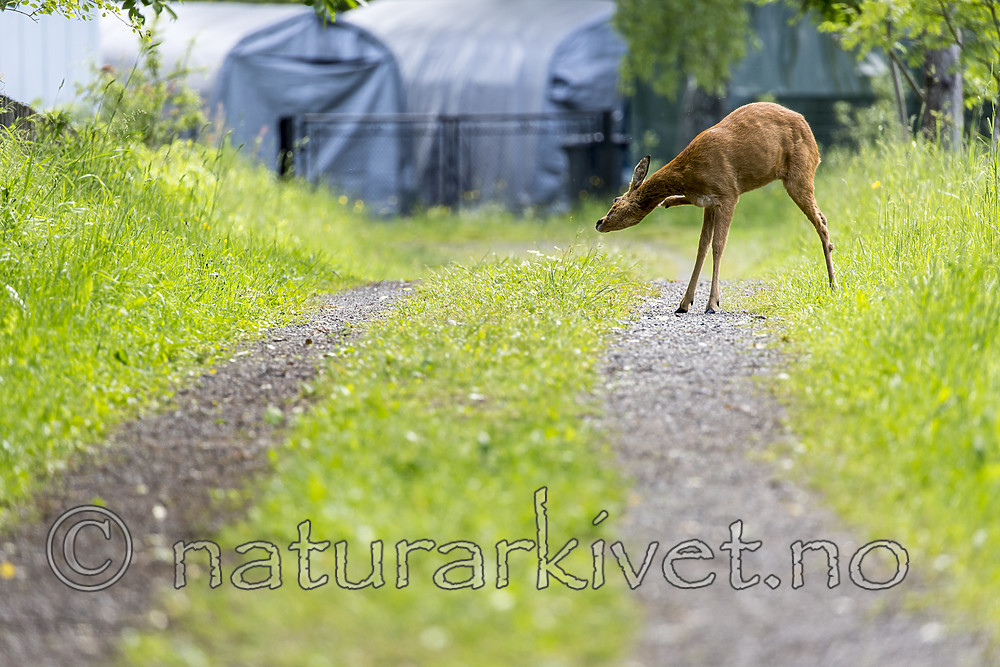 KA_150622_47 / Capreolus capreolus / Rådyr