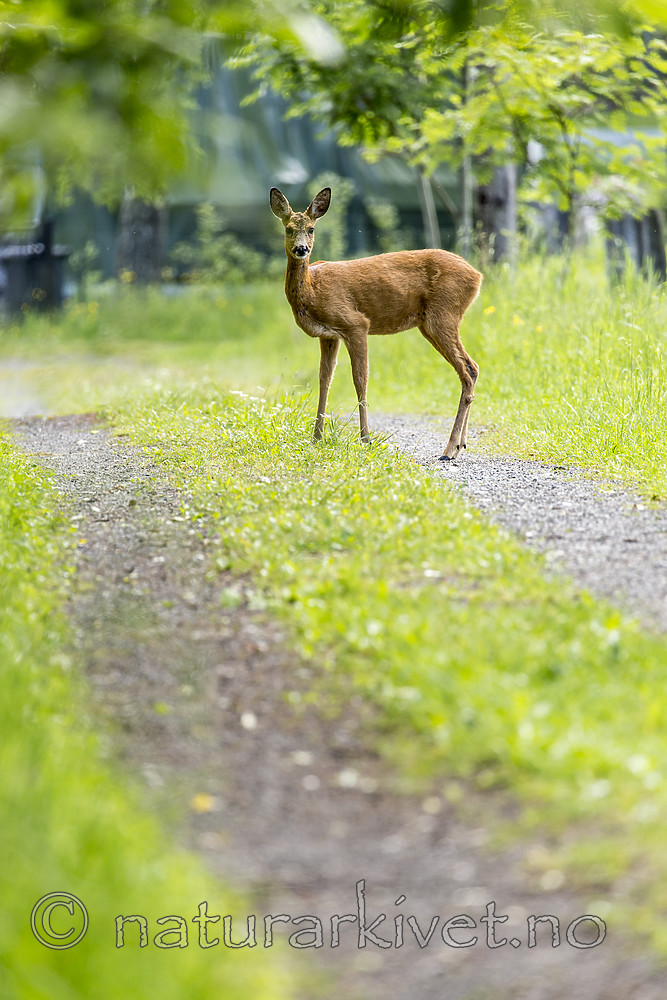 KA_150622_51 / Capreolus capreolus / Rådyr