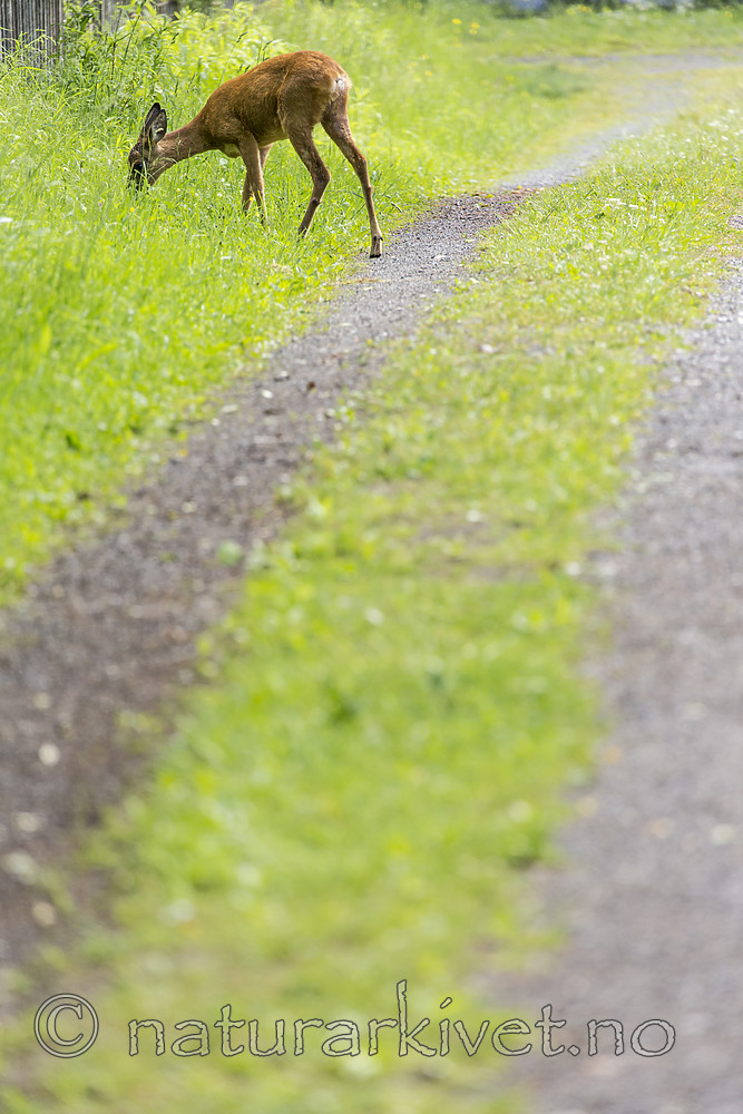 KA_150622_52 / Capreolus capreolus / Rådyr