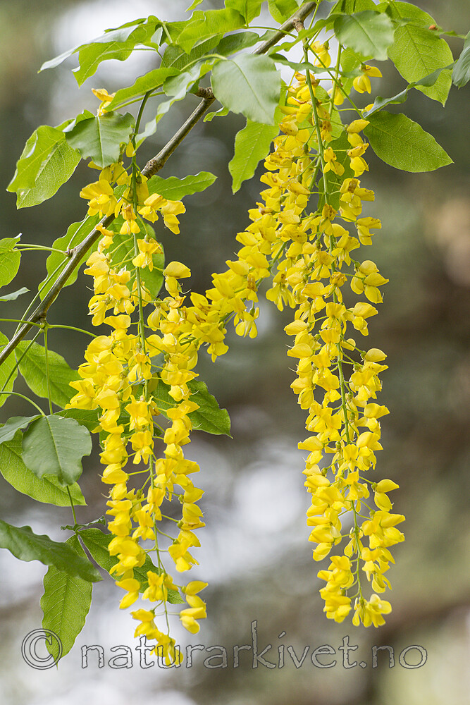 KA_150622_81 / Laburnum alpinum / Alpegullregn
