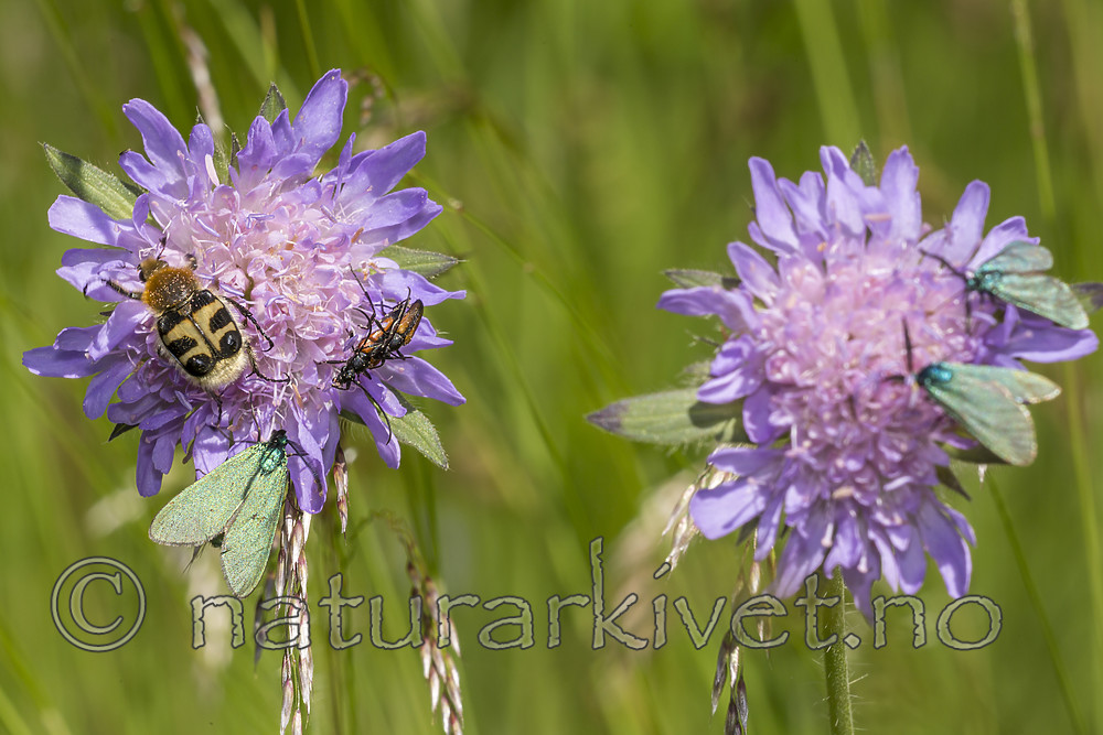 KA_150630_31 / Adscita statices / Grønn metallsvermer <br /> Knautia arvensis / Rødknapp <br /> Stenurella melanura <br /> Trichius fasciatus / Humlebille