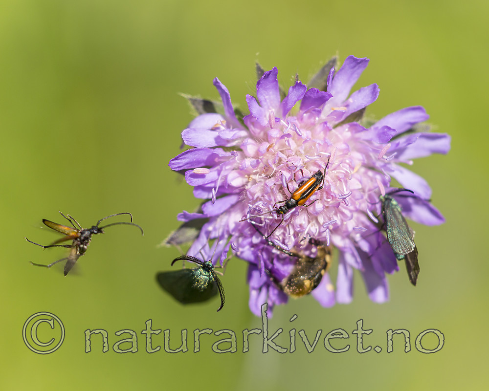 KA_150630_34 / Adscita statices / Grønn metallsvermer <br /> Knautia arvensis / Rødknapp <br /> Stenurella melanura <br /> Trichius fasciatus / Humlebille