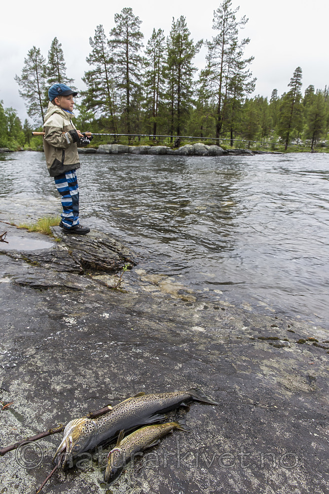KA_150706_243 / Salmo trutta / ørret