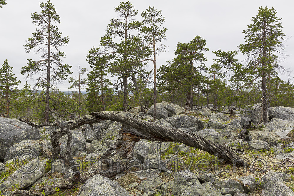 KA_150708_20 / Pinus sylvestris / Furu