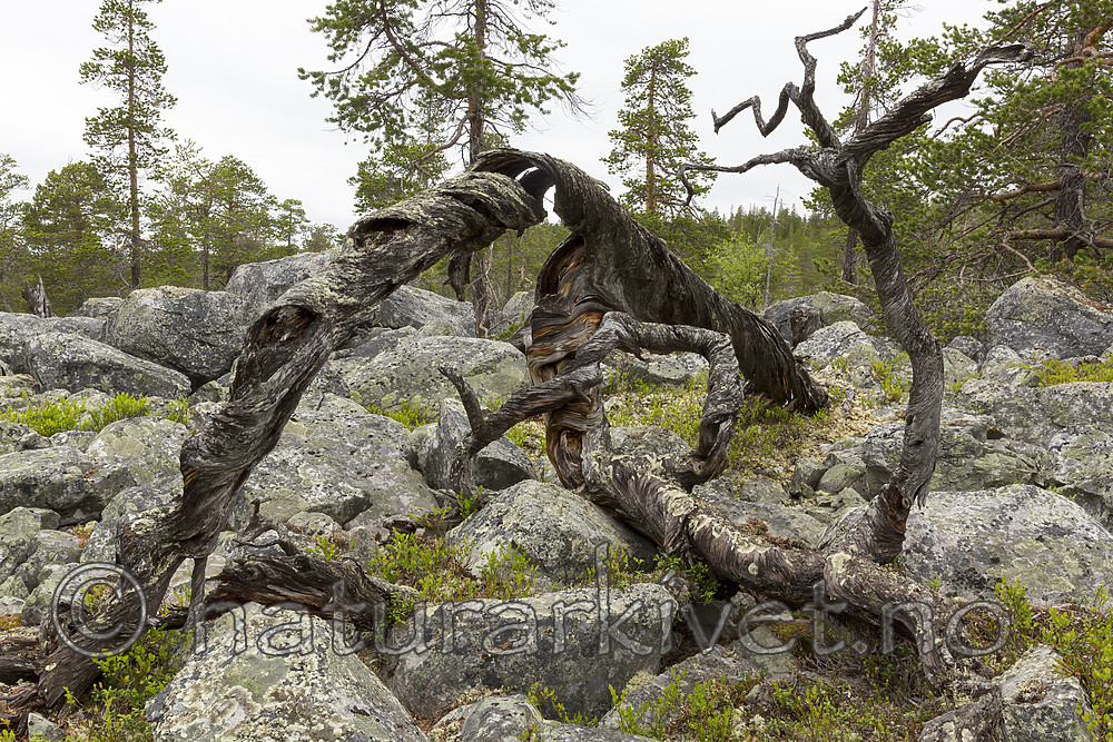 KA_150708_25 / Pinus sylvestris / Furu