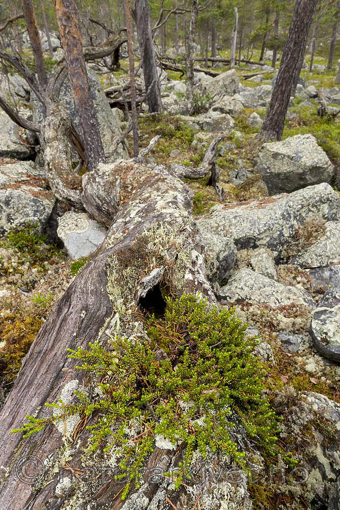 KA_150708_55 / Pinus sylvestris / Furu