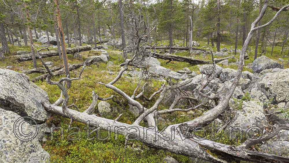 KA_150708_56 / Pinus sylvestris / Furu