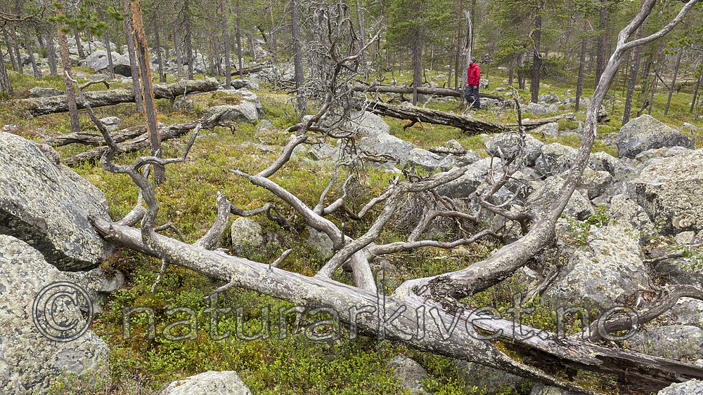 KA_150708_57 / Pinus sylvestris / Furu