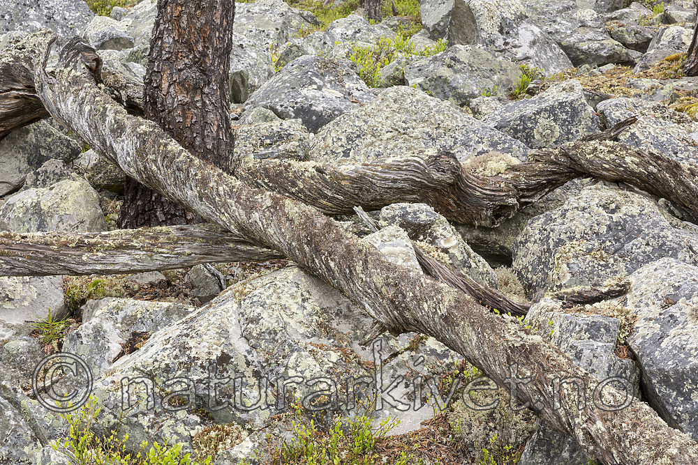 KA_150708_60 / Pinus sylvestris / Furu