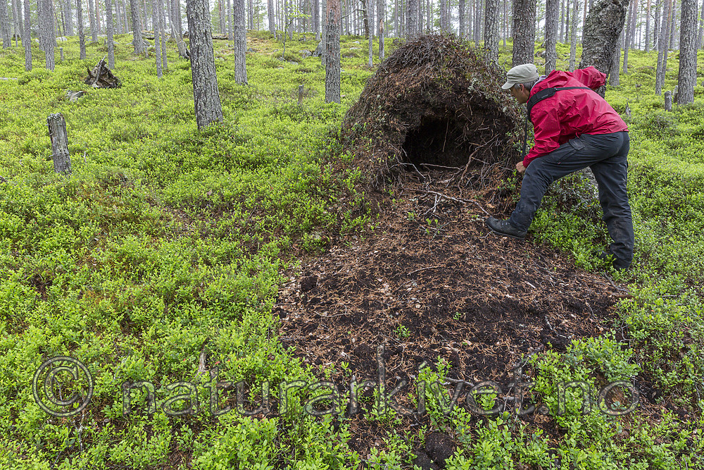 KA_150708_70 / Ursus arctos / Brunbjørn