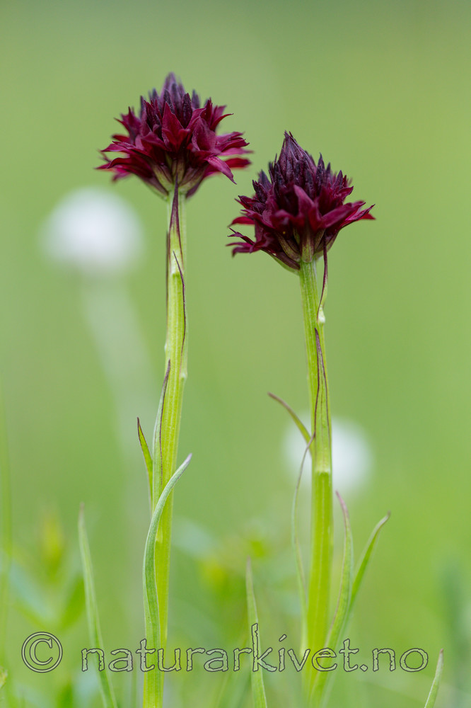 KA_150709_1 / Nigritella nigra / Svartkurle