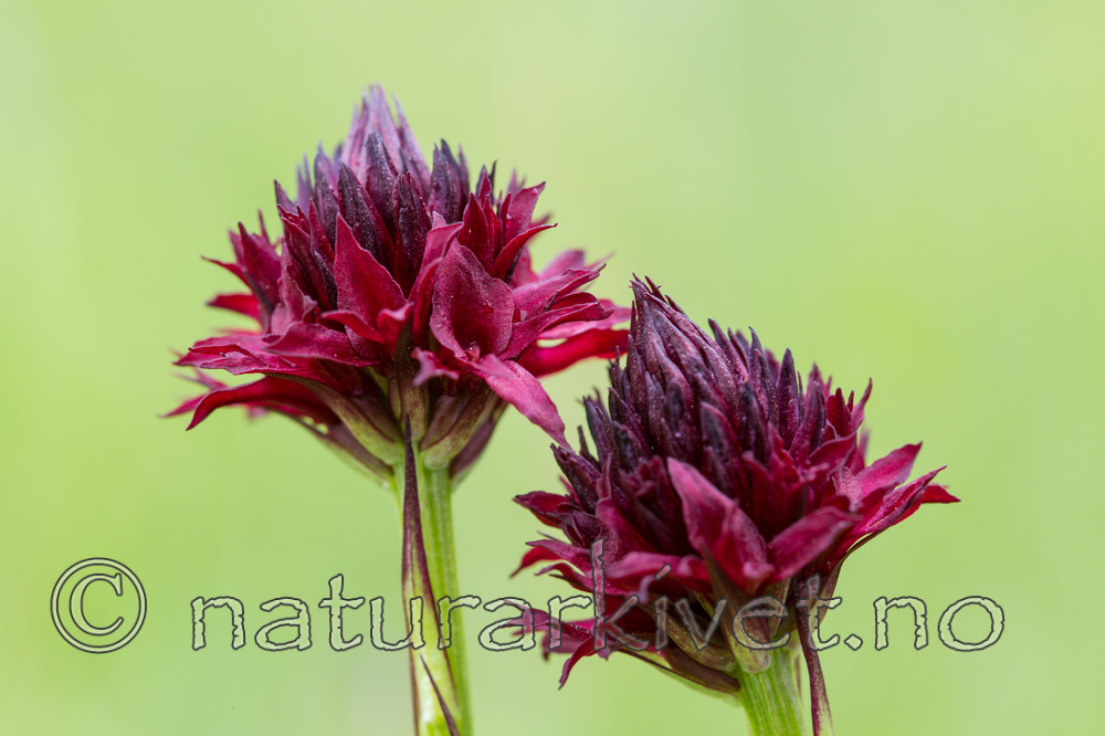 KA_150709_12 / Nigritella nigra / Svartkurle