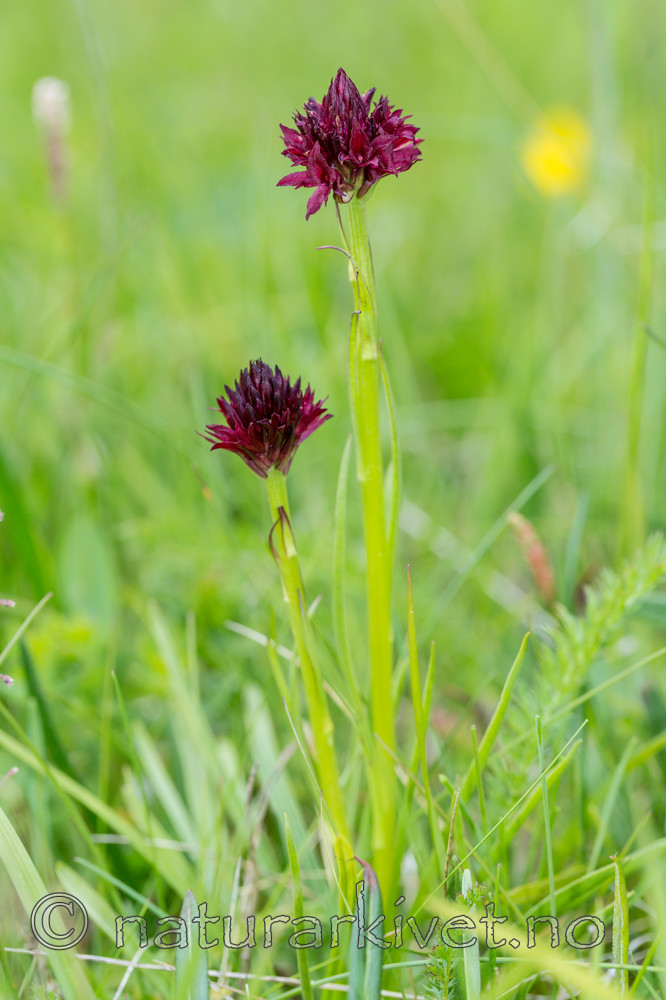 KA_150709_18 / Nigritella nigra / Svartkurle