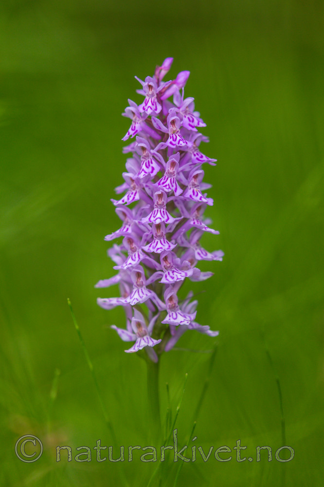 KA_150721_13 / Dactylorhiza maculata fuchsii / Skogmarihand