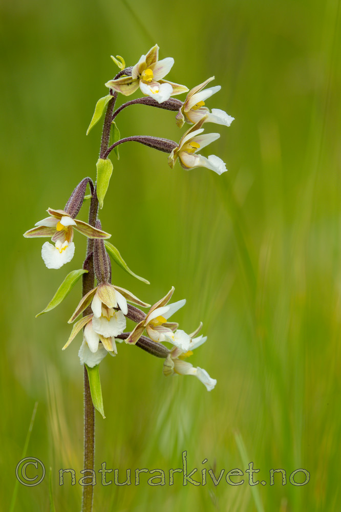 KA_150721_5 / Epipactis palustris / Myrflangre