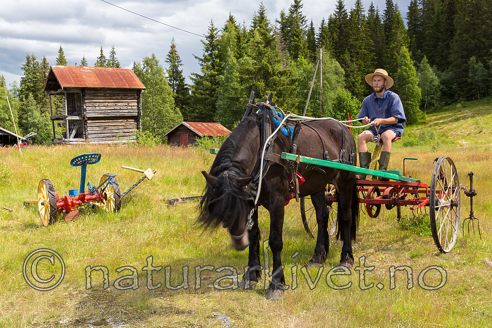 KA_150730_107 / Equus caballus / Hest