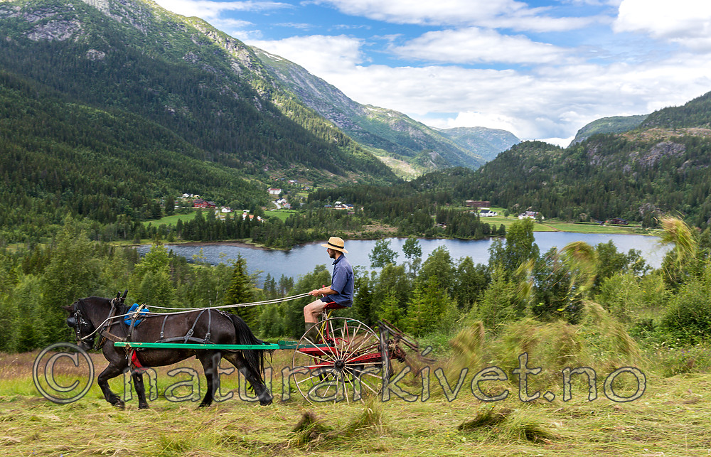 KA_150730_112 / Equus caballus / Hest