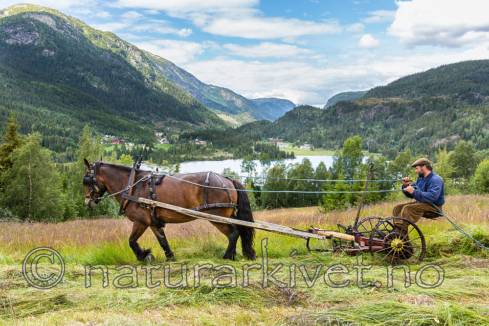 KA_150730_141 / Equus caballus / Hest