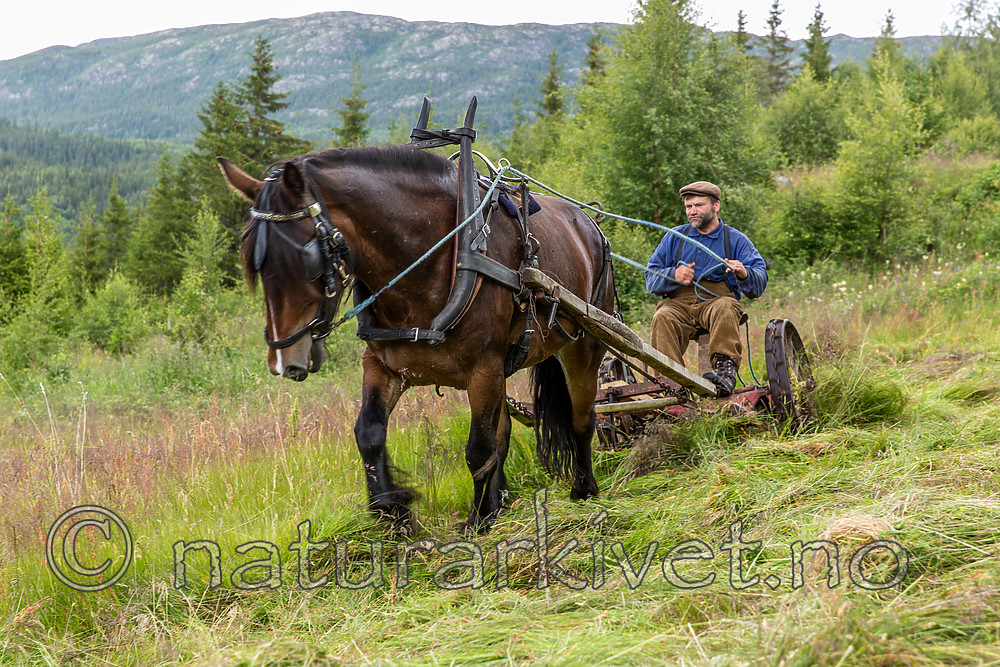 KA_150730_182 / Equus caballus / Hest