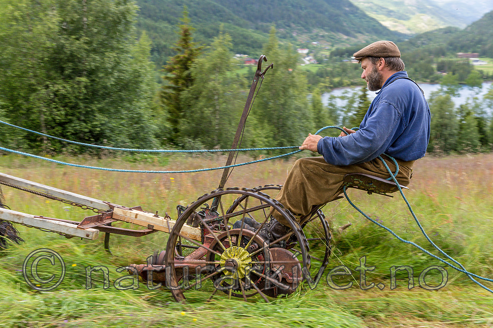 KA_150730_189 / Equus caballus / Hest