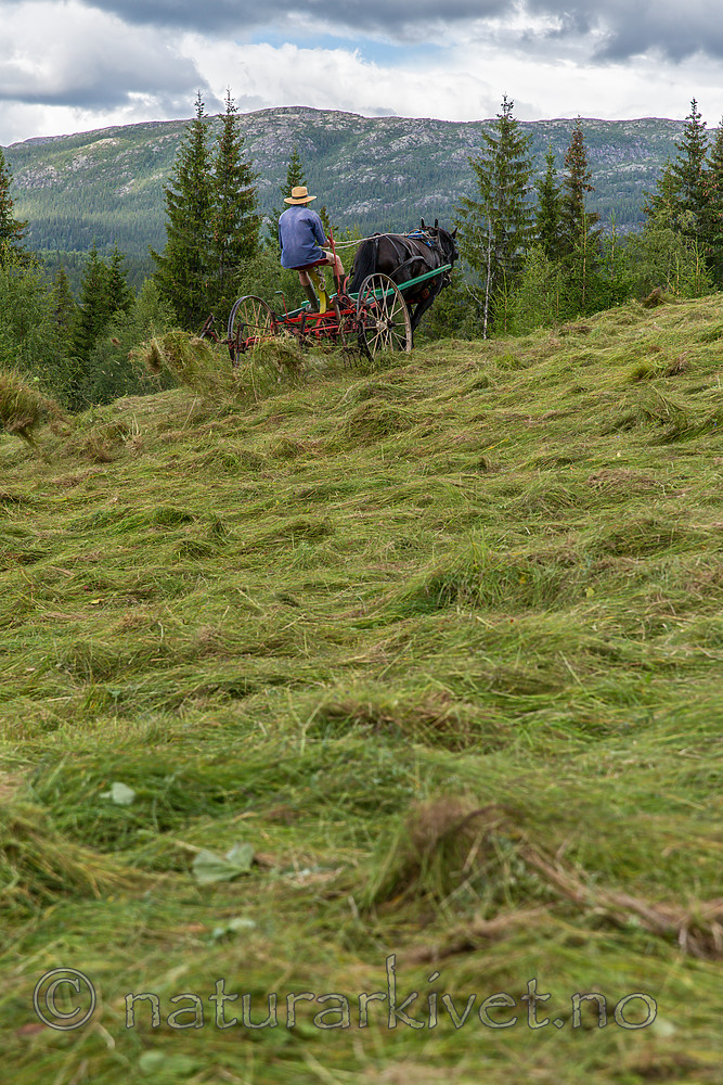 KA_150730_209 / Equus caballus / Hest